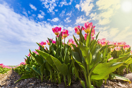 在阳光明媚的一天和蓝天的春天，荷兰粉红色郁金香在花田排排荷兰粉红色郁金香