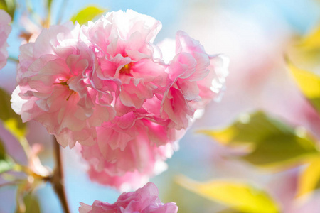 美丽的樱花，粉红色的樱花，自然背景选择性聚焦
