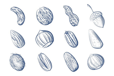 花生栗子腰果核桃巴西坚果椰子橡果开心果杏仁等水果手工绘图的白色背景图片