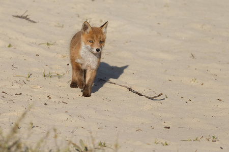 在荷兰沙丘上的春日，大自然中的少年红狐