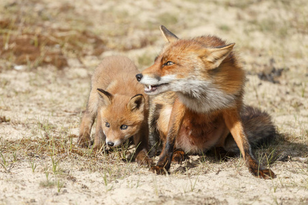 在荷兰沙丘上的一个春天，带着幼崽的幼年红狐