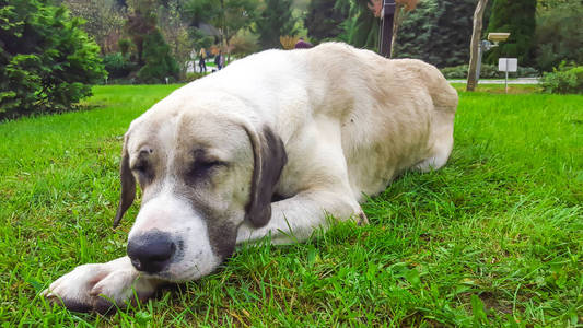 狗躺在草地上。 2015年10月25日。