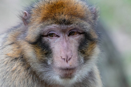 用严肃的眼睛闭上巴巴里猕猴的肖像。 巴巴利猿或马戈特马卡卡菌是黄褐色至灰色猴子，深粉红色的脸。
