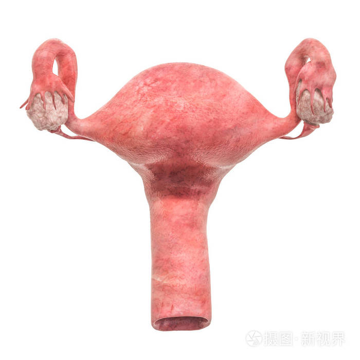 真实的女性子宫3d渲染分离白色背景