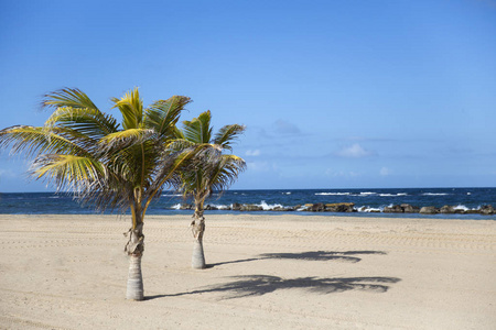 圣基特原始的加勒比海海滩，有棕榈树和海洋背景