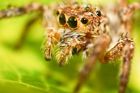 跳跃的蜘蛛美丽跳跃的蜘蛛在大自然绿叶植物背景上五彩缤纷大型昆虫