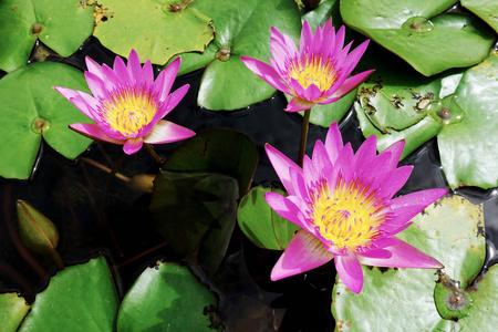 池塘里的紫色莲花图片