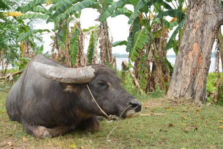 亚洲黑水牛，靠近游泳池的田野