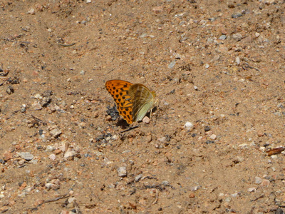 坐在森林地板上的棕色大蝴蝶