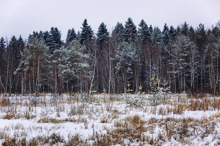冬天雪松林图片