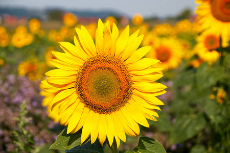 一朵黄色的向日葵花的头在一片充满向日葵的田野里突出，黄色植物后面美丽模糊的背景