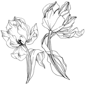 向量郁金香黑白雕刻水墨艺术。花植物学花。孤立的郁金香插图元素