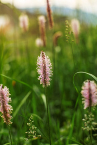 s tongue, Plantago lanceolata in focus, nice bokeh in back. Abs