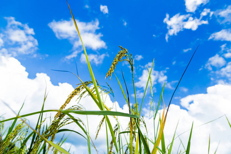 稻田和天空的低角度视野