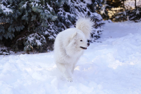 美丽的狗在雪地上的公园里的森林里散步