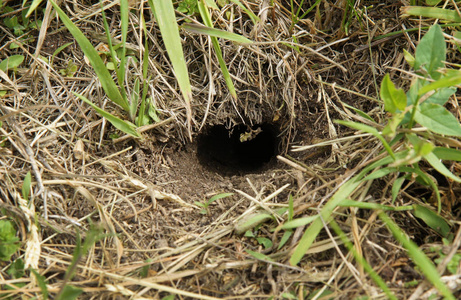 土壤中的洞是由一只甲虫所挖的。 带有本地焦点的照片