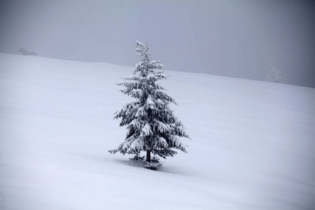 圣诞节和新年背景，山上有冬天的树，覆盖着新鲜的雪魔法节日背景