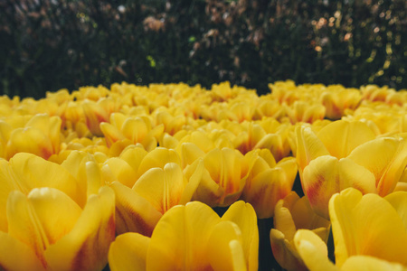 花园里的黄色郁金香。