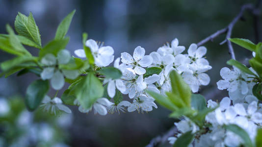 樱桃树的白花