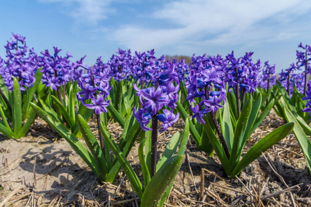 一排紫色的荷兰常见的风信子花靠近低视角与蓝天背景