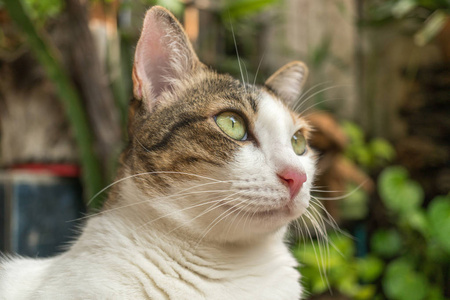 房子前面花园里漂亮的猫。