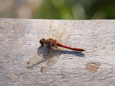 红蜻蜓落在古老的木制表面上图片
