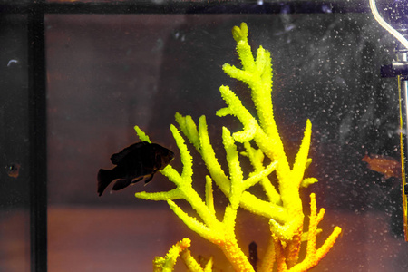 鱼在水族馆里游泳，有绿色的珊瑚