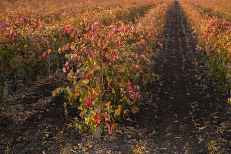 秋天的葡萄园，有红色的叶子。 藤蔓过渡到越冬。 酿酒。 葡萄酒生产技术。 摩尔多瓦的葡萄酒生产。