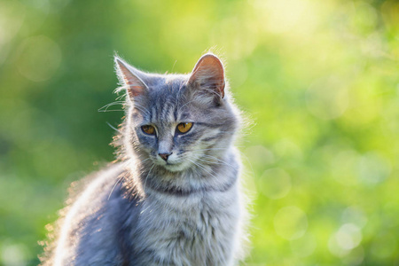 西伯利亚猫夏天坐在花园里