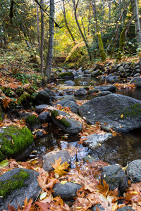 秋天，宁静的小溪有着巨大的岩石，树叶发出金色的光芒，颜色在变化