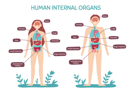卡通人体解剖。男性和女性内脏器官, 人生理图向量例证