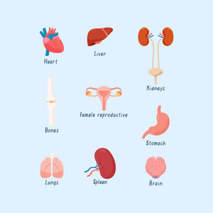 人体心脏肾脏肝脏肺脑骨骼女性生殖系统等的集合体