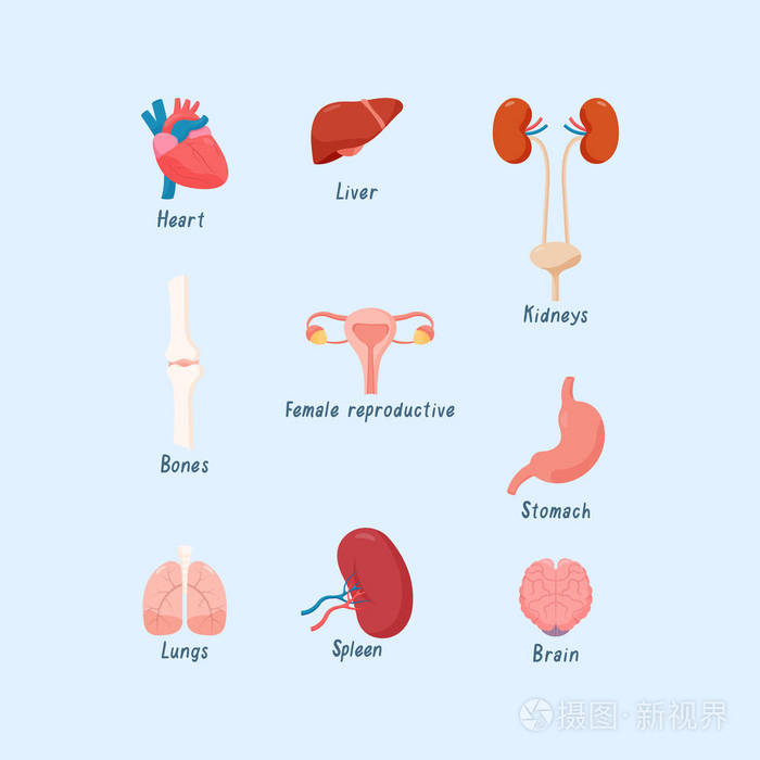 人体心脏,肾脏,肝脏,,脑,骨骼,女性生殖系统等的集合体