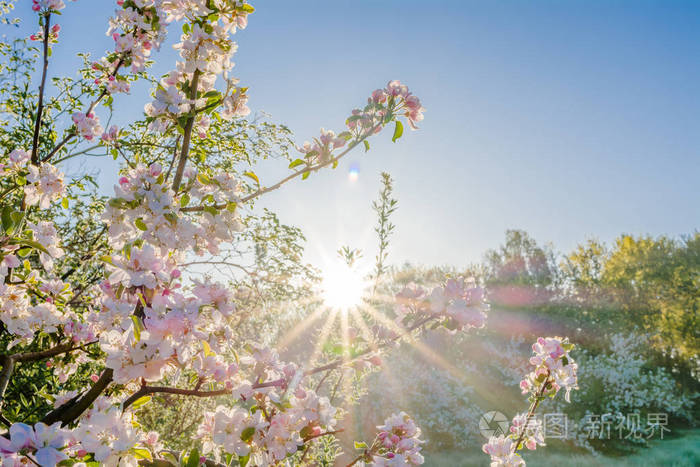 美丽的早晨,阳光透过樱花,在春天的花园里,开着粉红色