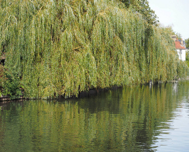 英国剑桥河畔的垂柳
