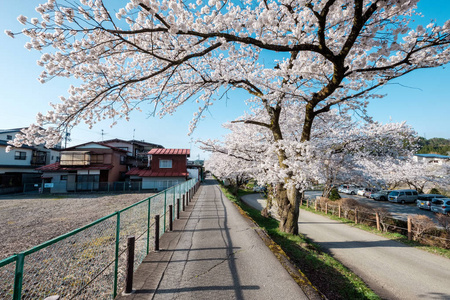 日本高山城樱花盛开。 宫川河与中川河之间的区域，包括宫川良口公园。