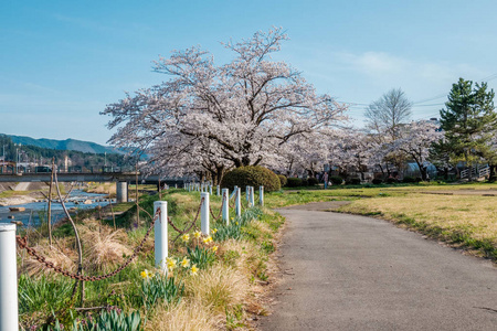 日本高山城樱花盛开。 宫川河与中川河之间的区域，包括宫川良口公园。