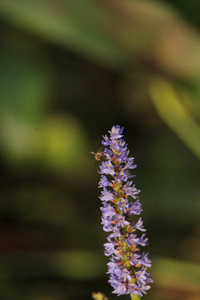 在佛罗里达州那不勒斯的一片瓶塞庇护沼泽中生长着一只生长在马尾草的紫色花朵上的蜜蜂