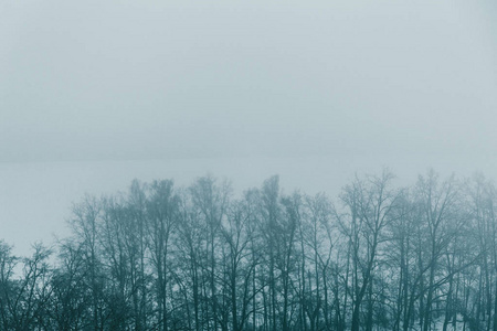 冬天森林树在雾, 雪自然风景以雾作为冬天背景为设计与复制空间