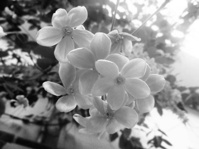 黑白花叶自然背景
