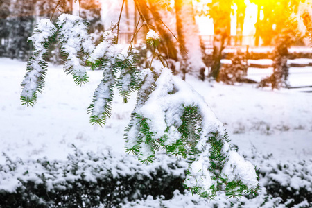 雪时，冷杉树枝上的雪。 日落时间