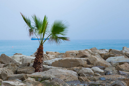 塞浦路斯帕福斯市。 海滩和树。 旅行照片2018年12月。 景观和自然。