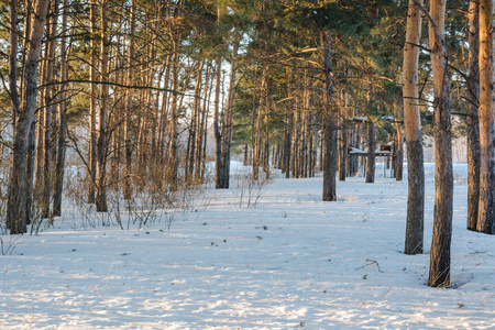 针叶冬季森林。 冬天的树林在雪下。 木头里有很多雪。 寒冷的霜冻。