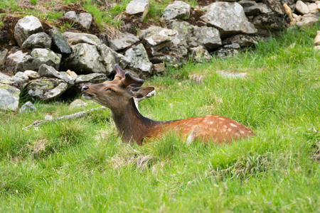 梅花鹿日本颈鹿也被称为花斑鹿或日本鹿在拉帕兹角山与法国南部萨沃伊山之间的马鹿