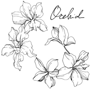 美丽的黑白兰花雕刻水墨艺术。 白色背景上孤立的兰花插图元素。
