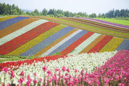 亚洲北海道花田石井无美丽的花朵