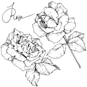 白色背景上分离的美丽的矢量玫瑰花。 黑白雕刻水墨艺术。
