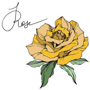 美丽的黄色玫瑰花，绿叶。 孤立的玫瑰插图元素。 雕刻的水墨艺术。