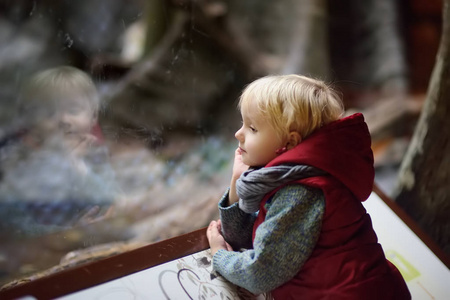 小男孩在动物园里透过玻璃看动物。