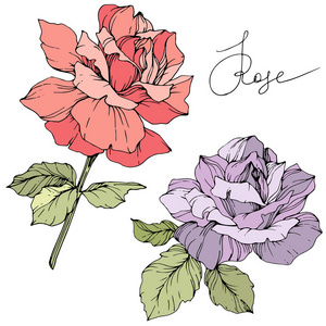 矢量。 紫色和粉红色的玫瑰花，绿叶隔离在白色背景上。 雕刻的水墨艺术。